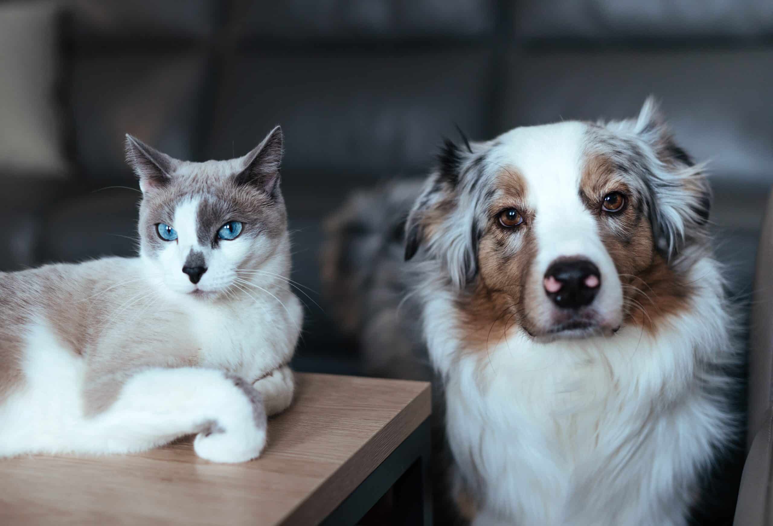 dog-and-cat-live-together-2023-11-27-04-51-22-utc